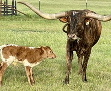 Hangin Tuff x Safari Little Bit bull calf