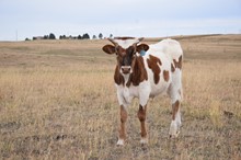 M2 IRISH CREAM X ECLIPSE