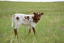 M2 Sweet Caroline x Apache 825
