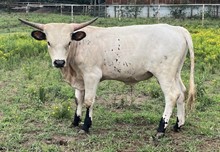 Ws Sunstar bull calf