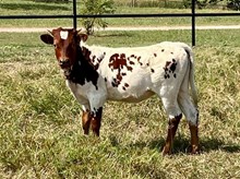 M2 SWEET CAROLINE x APACHE 825