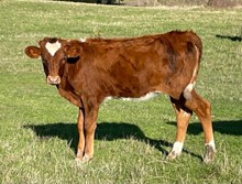 2023 Clout's Salsa heifer